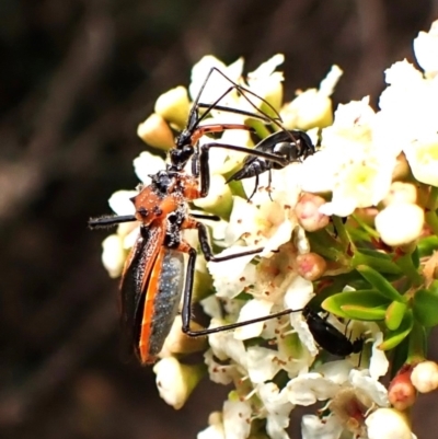 Gminatus australis (Orange assassin bug) at Cook, ACT - 18 Dec 2023 by CathB