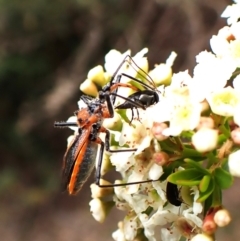 Gminatus australis at Cook, ACT - 19 Dec 2023 10:18 AM