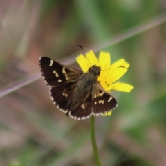 Pasma tasmanica (Two-spotted Grass-skipper) at Captains Flat, NSW - 24 Dec 2023 by Csteele4