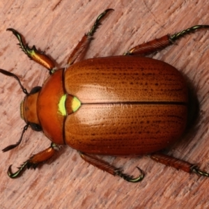 Anoplognathus brunnipennis at Ainslie, ACT - 23 Dec 2023