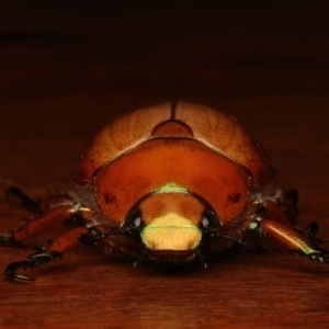 Anoplognathus brunnipennis at Ainslie, ACT - 23 Dec 2023