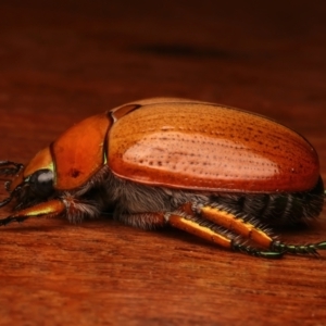 Anoplognathus brunnipennis at Ainslie, ACT - 23 Dec 2023