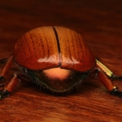 Anoplognathus brunnipennis at Ainslie, ACT - 23 Dec 2023 10:22 PM