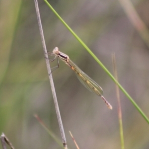 Austrolestes sp. (genus) at QPRC LGA - 24 Dec 2023 01:12 PM