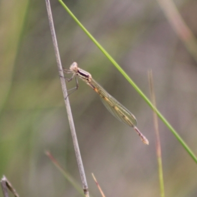 Unidentified Damselfly (Zygoptera) at Captains Flat, NSW - 24 Dec 2023 by Csteele4