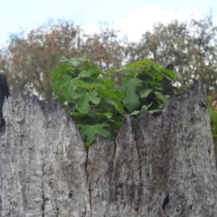 Ficus carica (Fig) at Lions Youth Haven - Westwood Farm A.C.T. - 24 Dec 2023 by HelenCross