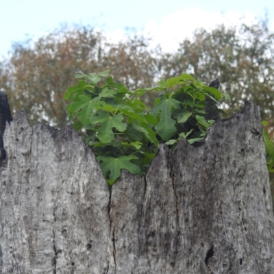 Ficus carica (Fig) at Lions Youth Haven - Westwood Farm A.C.T. - 24 Dec 2023 by HelenCross