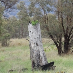 Ficus carica at Lions Youth Haven - Westwood Farm A.C.T. - 24 Dec 2023