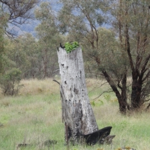 Ficus carica at Lions Youth Haven - Westwood Farm A.C.T. - 24 Dec 2023 09:36 AM