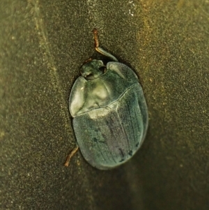 Pterohelaeus piceus at Cook, ACT - suppressed