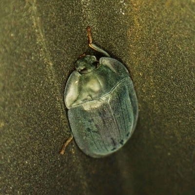 Pterohelaeus piceus (Pie-dish beetle) at Cook, ACT - 18 Dec 2023 by CathB