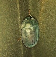 Pterohelaeus piceus at Cook, ACT - 18 Dec 2023