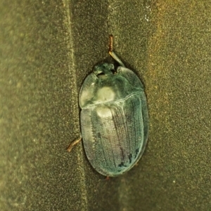 Pterohelaeus piceus at Cook, ACT - suppressed