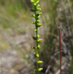 Microtis parviflora (Slender Onion Orchid) at Captains Flat, NSW - 24 Dec 2023 by Csteele4
