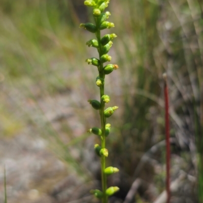 Microtis parviflora (Slender Onion Orchid) at Captains Flat, NSW - 24 Dec 2023 by Csteele4