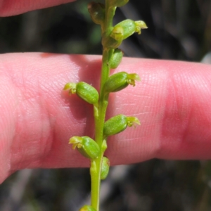 Microtis parviflora at QPRC LGA - suppressed