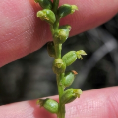 Microtis parviflora at QPRC LGA - suppressed