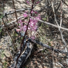 Dipodium roseum (Rosy Hyacinth Orchid) at Rendezvous Creek, ACT - 17 Dec 2023 by jeremyahagan