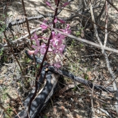 Dipodium roseum (Rosy Hyacinth Orchid) at Namadgi National Park - 17 Dec 2023 by jeremyahagan