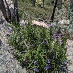 Solanum linearifolium (Kangaroo Apple) at Rendezvous Creek, ACT - 17 Dec 2023 by jeremyahagan