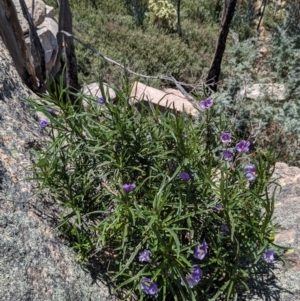 Solanum linearifolium at Namadgi National Park - 17 Dec 2023 01:40 PM