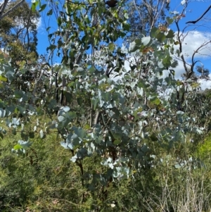 Eucalyptus canobolensis at Canobolas, NSW - 24 Dec 2023