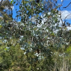 Eucalyptus canobolensis (Mount Canobolas Candlebark) at Canobolas, NSW - 24 Dec 2023 by JT1997