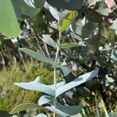 Eucalyptus canobolensis at Canobolas, NSW - suppressed