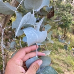 Eucalyptus canobolensis at Canobolas, NSW - suppressed