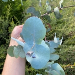 Eucalyptus canobolensis at Canobolas, NSW - 24 Dec 2023