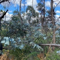 Eucalyptus canobolensis at Canobolas, NSW - suppressed