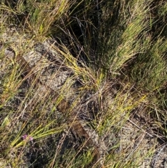 Notechis scutatus (Tiger Snake) at Croajingolong National Park - 6 Dec 2023 by NedJohnston