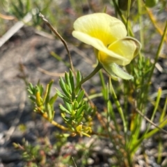 Gompholobium huegelii (pale wedge–pea) at Croajingolong National Park - 6 Dec 2023 by NedJohnston