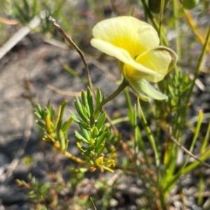 Gompholobium huegelii at Croajingolong National Park - 6 Dec 2023