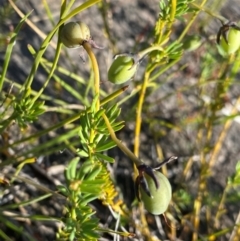 Gompholobium huegelii at Croajingolong National Park - 6 Dec 2023