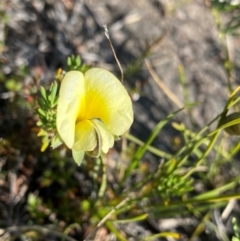 Gompholobium huegelii at Croajingolong National Park - 6 Dec 2023