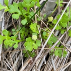 Leptinella longipes at Wingan River, VIC - 6 Dec 2023 by NedJohnston