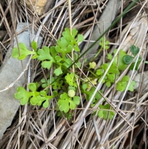 Leptinella longipes at Croajingolong National Park - 6 Dec 2023