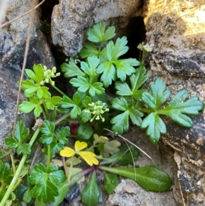 Apium prostratum at Croajingolong National Park - 6 Dec 2023