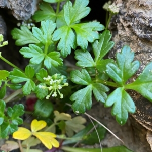 Apium prostratum at Croajingolong National Park - 6 Dec 2023