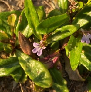 Lobelia anceps at Croajingolong National Park - 6 Dec 2023