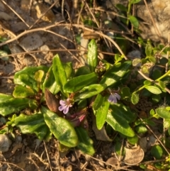 Lobelia anceps at Croajingolong National Park - 6 Dec 2023 08:10 PM