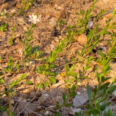 Samolus repens (Creeping Brookweed) at Croajingolong National Park - 6 Dec 2023 by NedJohnston