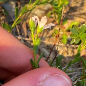 Samolus repens at Croajingolong National Park - 6 Dec 2023