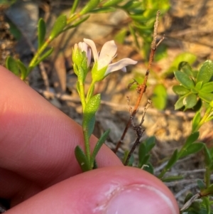 Samolus repens at Croajingolong National Park - 6 Dec 2023 08:11 PM