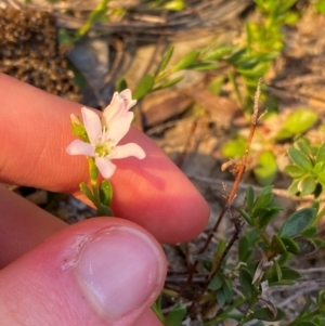 Samolus repens at Croajingolong National Park - 6 Dec 2023