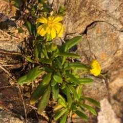 Senecio pinnatifolius at Wingan River, VIC - 6 Dec 2023 by NedJohnston