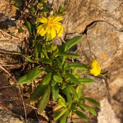 Senecio pinnatifolius at Wingan River, VIC - 6 Dec 2023 by NedJohnston