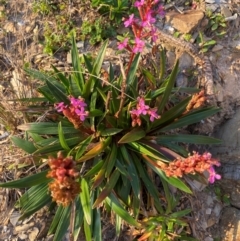 Stylidium armeria (Thrift-leaved Triggerplant) at Wingan River, VIC - 6 Dec 2023 by NedJohnston