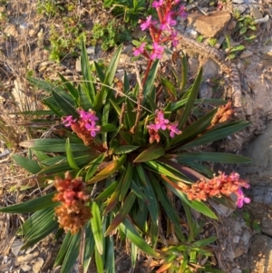 Stylidium armeria subsp. armeria at Croajingolong National Park - 6 Dec 2023 08:13 PM